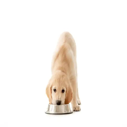 Stainless Steel Non-Skid Pet Bowl for Dog or Cat