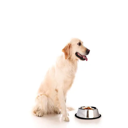 Stainless Steel Non-Skid Pet Bowl for Dog or Cat