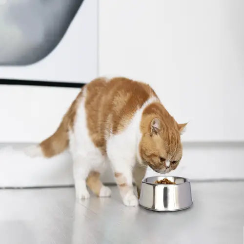 Anti Ant Stainless Steel Non Skid Pet Bowl for Dog or Cat