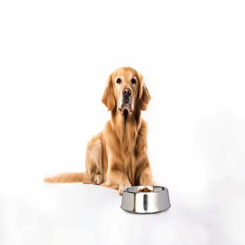 Anti Ant Stainless Steel Non Skid Pet Bowl for Dog or Cat