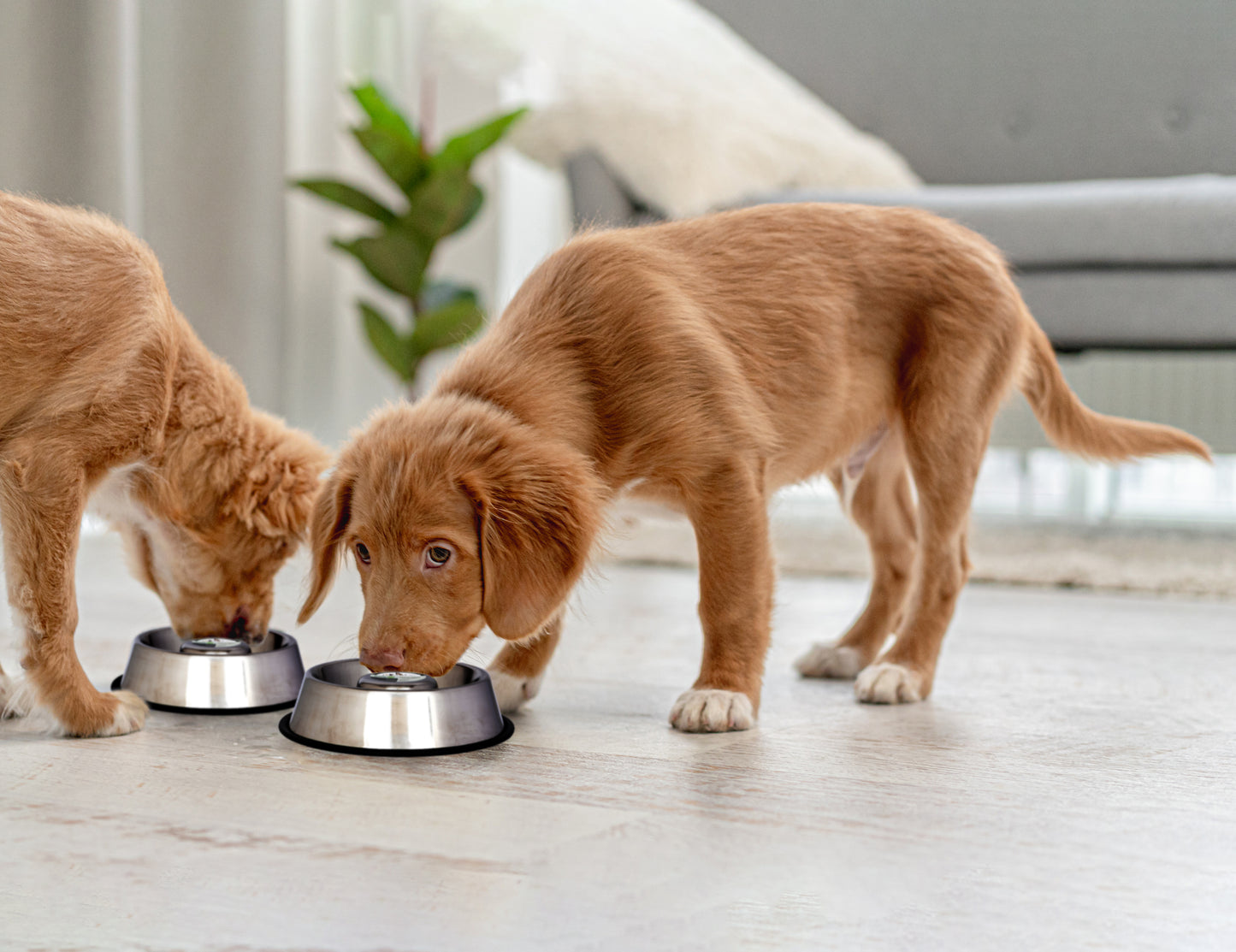 Slow Feed Stainless Steel Pet Bowl for Dog or Cat