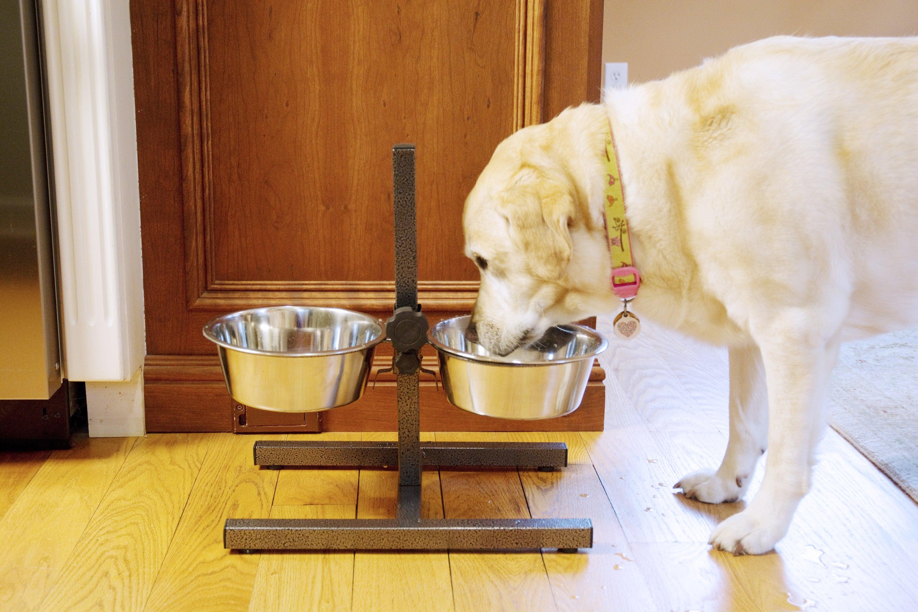 Iconic Pet Adjustable Stainless Steel Pet Double Diner for Dog - H