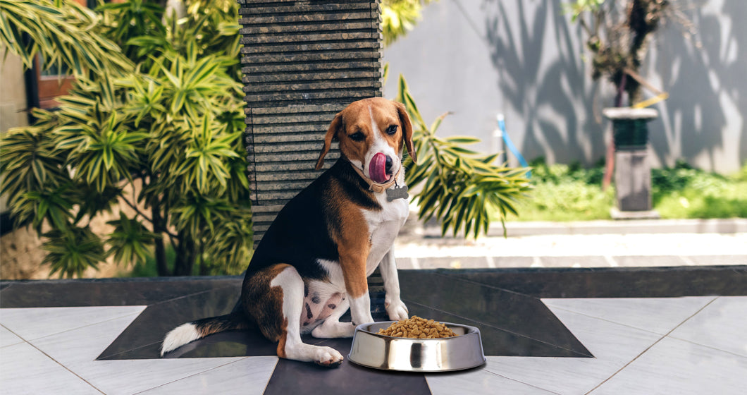 Anti Ant Stainless Steel Non Skid Pet Bowl for Dog or Cat