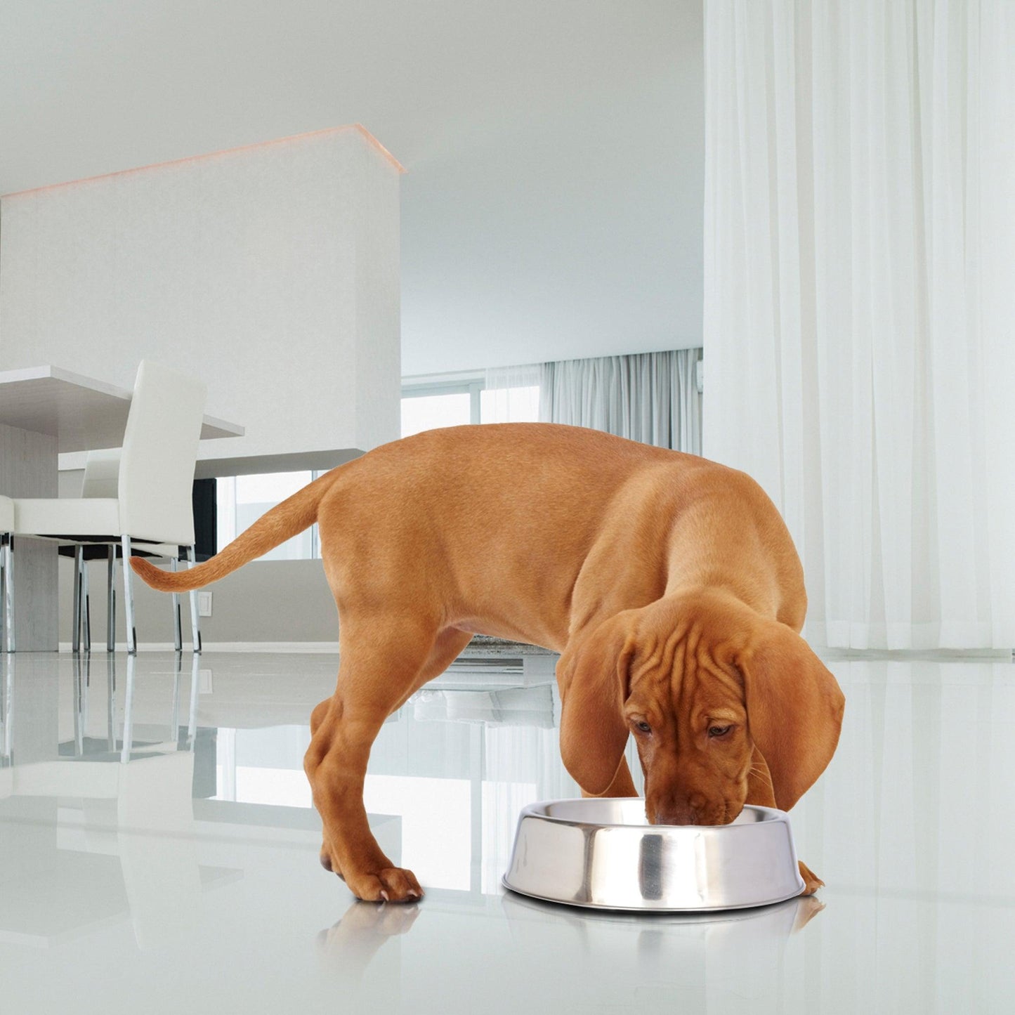 Anti Ant Stainless Steel Non Skid Pet Bowl for Dog or Cat - Iconic Pet, LLC