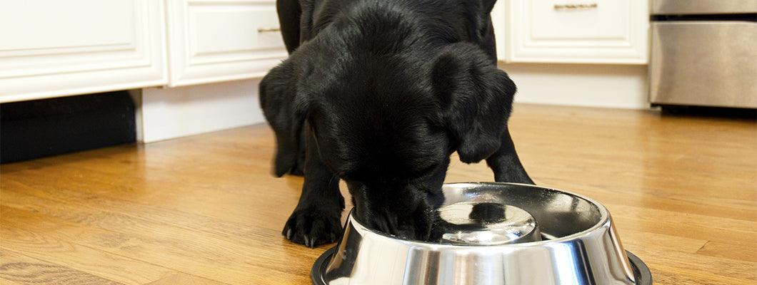 Slow Feed Stainless Steel Pet Bowl for Dog or Cat