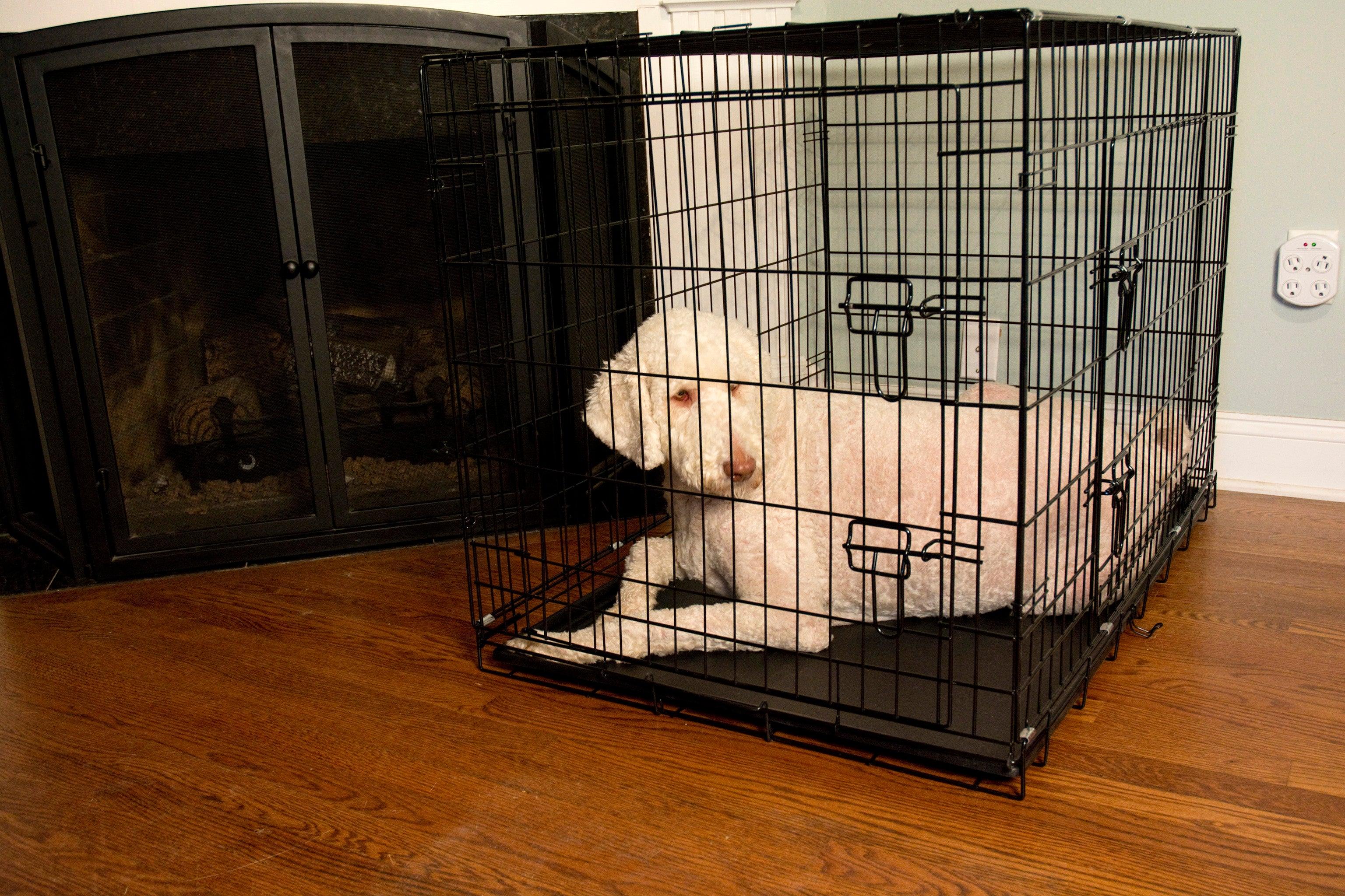 Crate divider with opening best sale