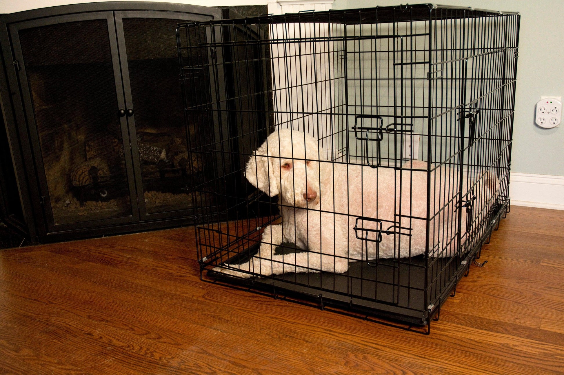 Foldable Double Door Pet Training Crate with Divider - Iconic Pet, LLC