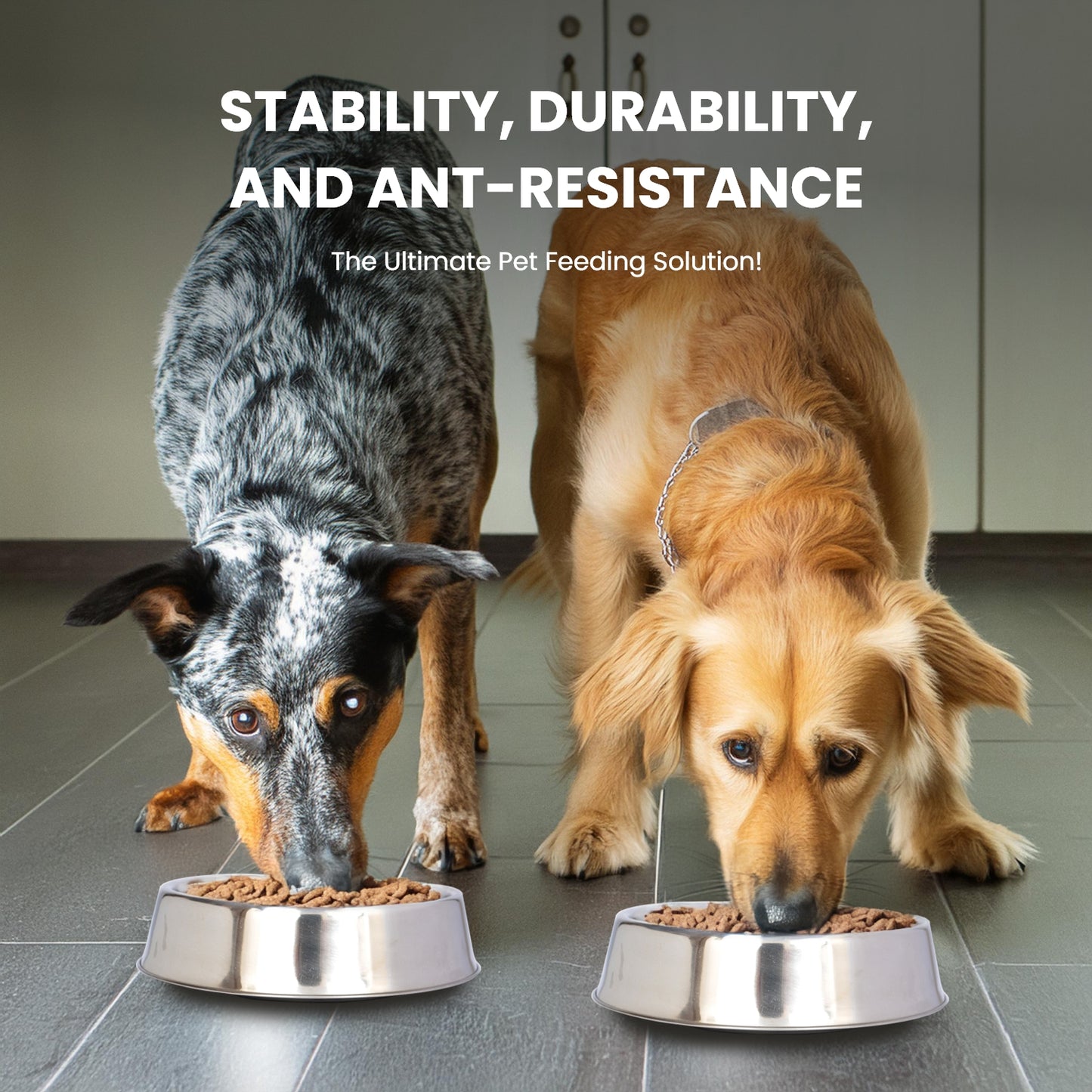 Anti Ant Stainless Steel Non Skid Pet Bowl for Dog or Cat