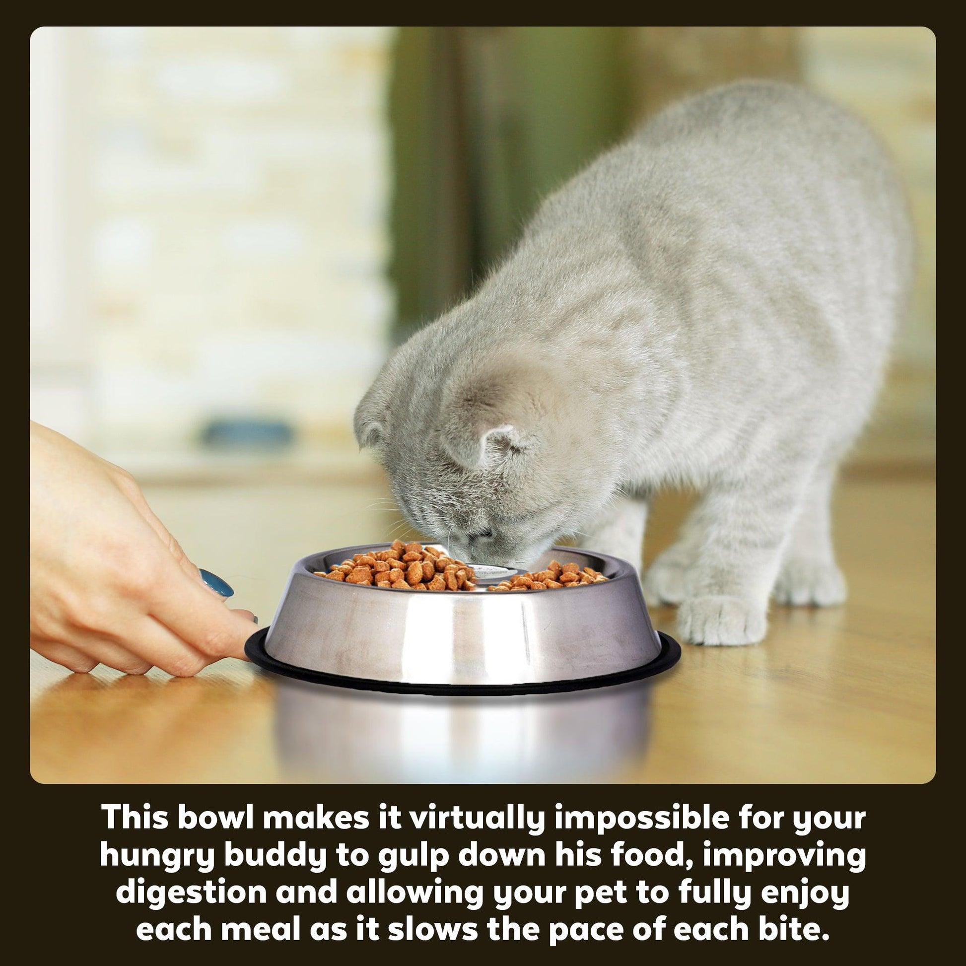 Slow Feed Stainless Steel Pet Bowl for Dog or Cat - Iconic Pet, LLC